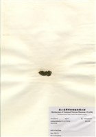 藏品(蘚狀束藻)的圖片